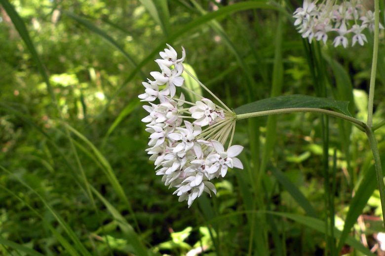 Asclepias quadrifolia, Fourleaf Milkweed, Four-Leaved Milkweed, Whorled Milkweed, Prairie Perennial