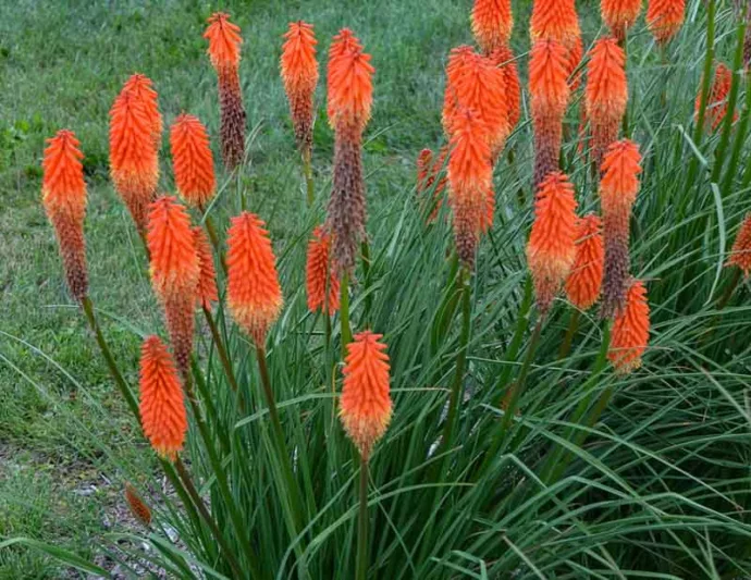 Kniphofia 'Joker's Wild', Red Hot Poker 'Joker's Wild', Poker Plant 'Joker's Wild', Torch Lily 'Joker's Wild', Tritoma 'Joker's Wild', Orange flowers, Orange Kniphofia, Orange Red Hot Poker, Orange Poker Plant, Orange Torch Lily