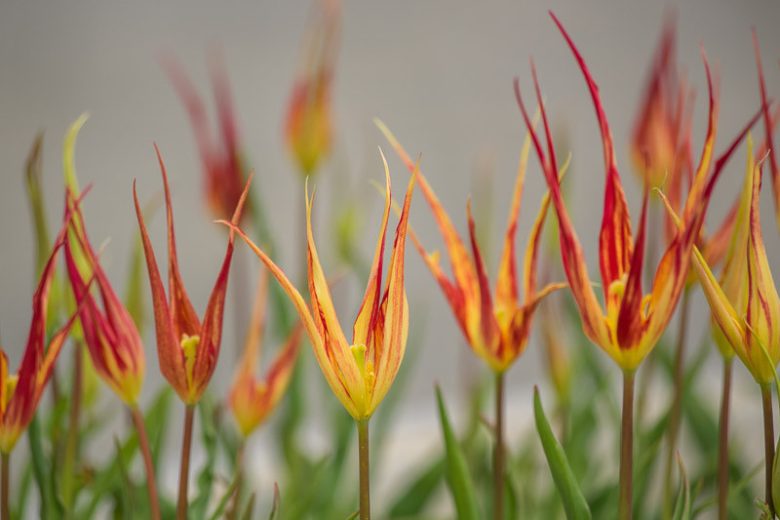 Tulipa acuminata, Horned Tulip, Botanical Tulips, Wild Tulips, Rock Garden Tulips