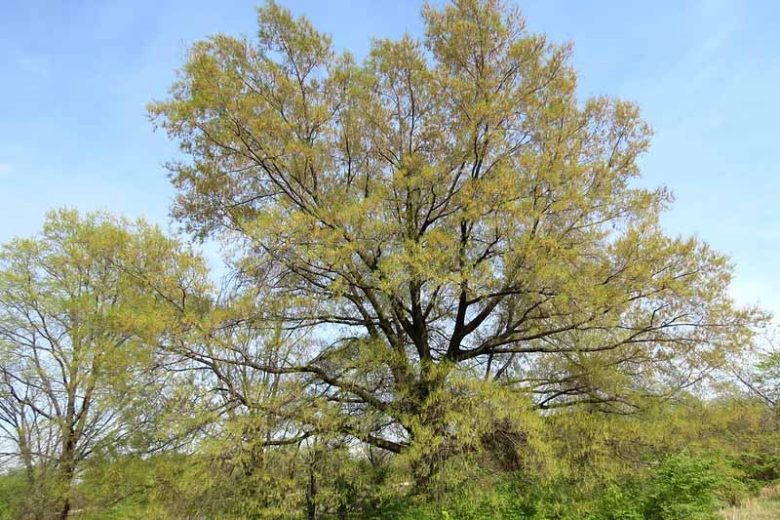 Quercus phellos, Willow Oak, Swamp Willow Oak, Pin Oak, Peach Oak Tree with fall color, Fall color, Attractive bark Tree