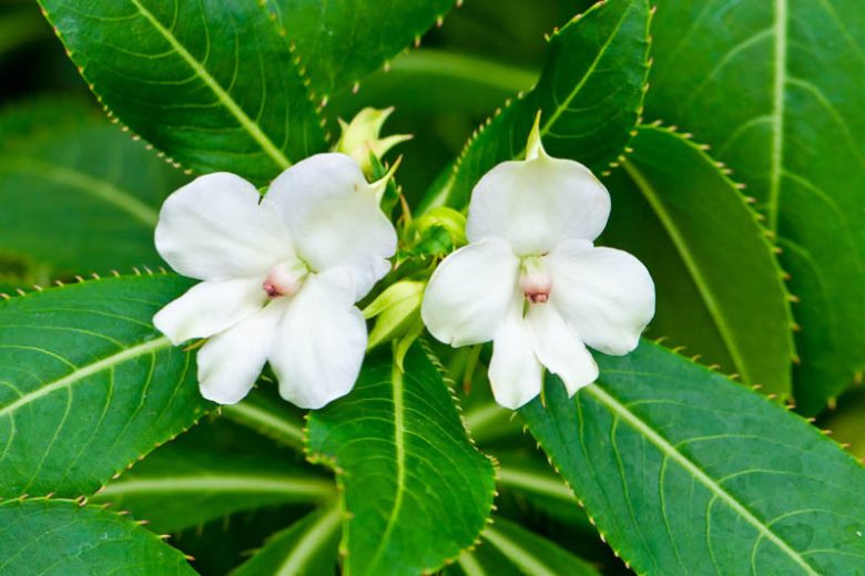 Impatiens omeiana, Hardy Impatiens, Shade Flowers, Yellow Impatiens