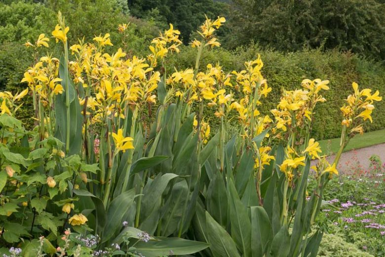 Canna 'Ra', Indian Shot 'Ra', Canna Lily 'Ra', Water Canna 'Ra', Aquatic Canna Lily 'Ra', Canna glauca 'Ra', Canna Lily bulbs, Canna lilies, Yellow Canna Lilies,Yellow flowers