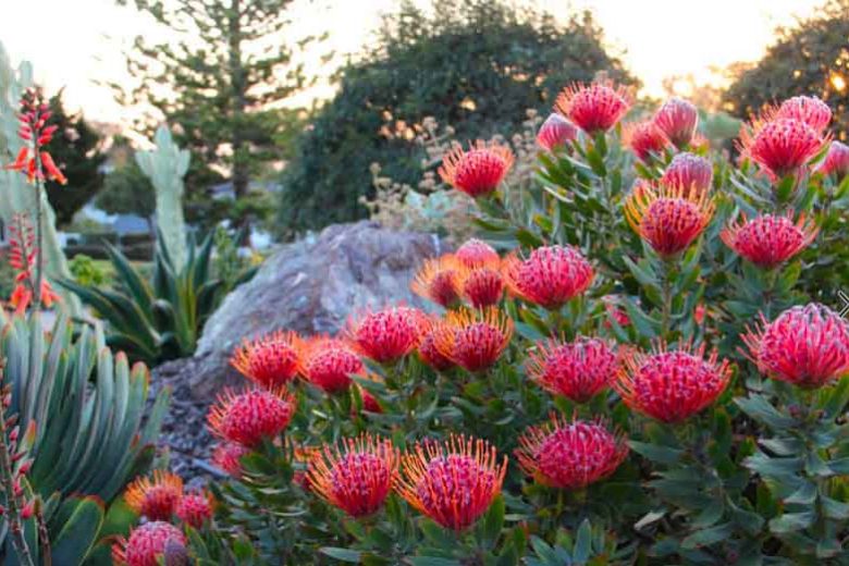 Leucospermum 'Scarlet Ribbon', Pincushion 'Scarlet Ribbon', Pincushion Protea 'Scarlet Ribbon', Red Pincushion, Red flowers, Mediterranean shrubs, Evergreen Shrubs, Drought tolerant shrubs