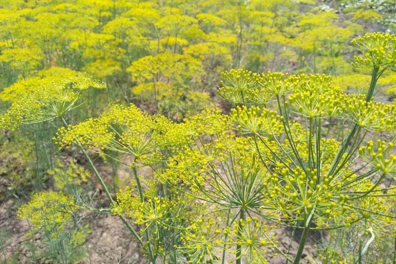Anethum graveolens, Dill, Anet, Dill-Oil Plant, East Indian Dill, Meeting-Seed, Sabbath Day Posy