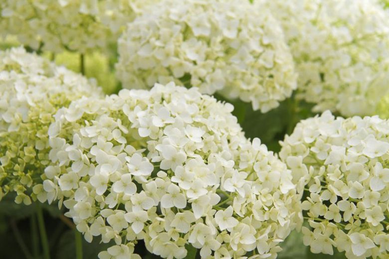 Hydrangea Arborescens Annabelle, Annabelle Hydrangea, Annabelle Smooth Hydrangea, Annabelle Wild Hydrangea, Smooth Hydrangea 'Annabelle', Wild Hydrangea 'Annabelle', Hydrangea 'Annabelle', White hydrangea, Hydrangea Bush
