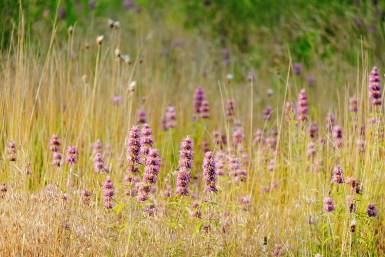 Blephilia ciliata, Downy Pagoda-plant, Sunny Woodmint, Ohio Horsemint, Purple flowers,