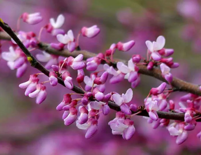 Black Pearl Cercis, Black Pearl Redbud, Cercis canadensis Black Pearl, Cercis canadensis 'jn16', Eastern Redbud The Rising Sun, Small Tree, Spring Pink Flowers, Fall Color