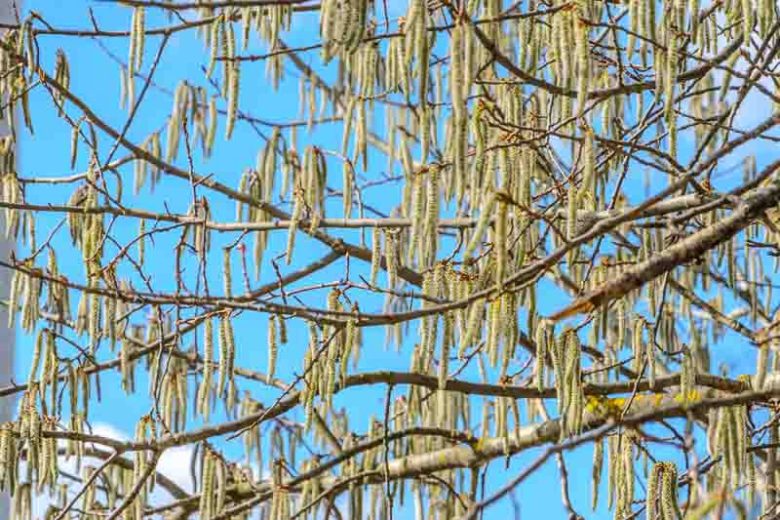 Populus tremula, Aspen, European Aspen, Asp, Haps Tree, Quaking Aspen, Trembling Tree, Deciduous Tree, Fall Color