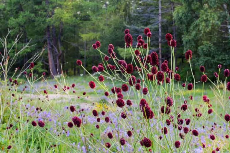 Sanguisorba officinalis, Great Burnet, Greater Burnet, Greater Salad Burnet, Burnet Bloodwort, Pink Flowers, Red Flowers