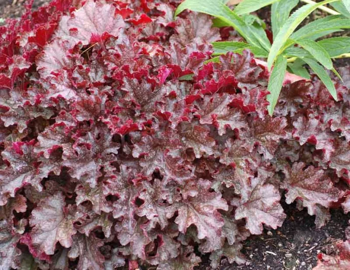 Heuchera 'Berry Marmalade', Coral Bells 'Berry Marmalade', Alum Root 'Berry Marmalade', Coral Flower 'Berry Marmalade', Shade plants, Evergreen plants,Red Heuchera, Purple Heuchera, Maroon Heuchera