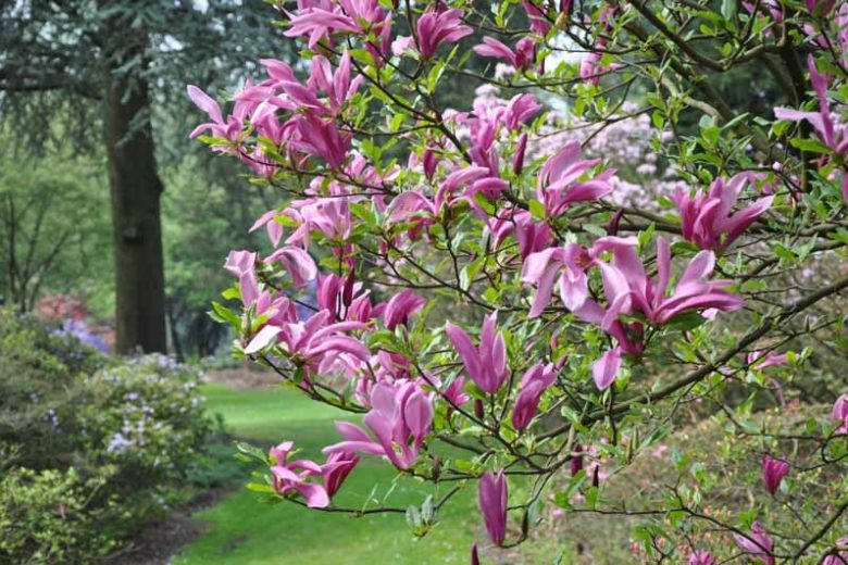 Magnolia 'Susan', Susan Magnolia, Pink magnolia, Winter flowers, Spring flowers, Pink flowers, fragrant trees, fragrant flowers, Purple Magnolia, Purple flowers