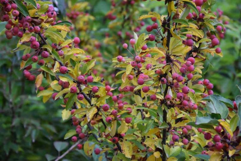 Malus 'Adirondack', Crabapple 'Adirondack', Crab Apple 'Adirondack', Malus Admiration, Malus 'Admiration', Fragrant Tree, Red fruit, red berries, Winter fruits