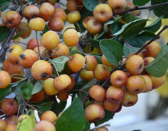 Malus 'Evereste', Crabapple 'Evereste', Crab Apple 'Evereste', Malus Perpetu, Malus 'Perpetu', Fragrant Tree, Red fruit, red berries, Winter fruits