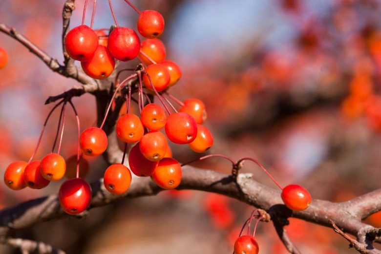 Malus 'Indian Magic', Crabapple 'Indian Magic', Crab Apple 'Indian Magic', Fragrant Tree, Red fruit, red berries, Winter fruits, Pink flowers,