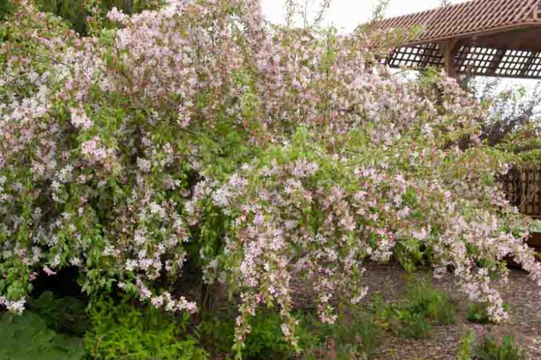 Malus 'Louisa', Crabapple 'Louisa', Crab Apple 'Louisa', Fragrant Tree, Red fruit, red berries, Winter fruits, Pink flowers,