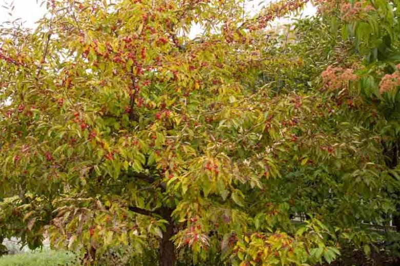 Malus 'Sugar Tyme', Crabapple 'Sugar Tyme', Crab Apple 'Sugar Tyme', Fragrant Tree, Yellow fruit, Yellow berries, Winter fruits, White flowers,