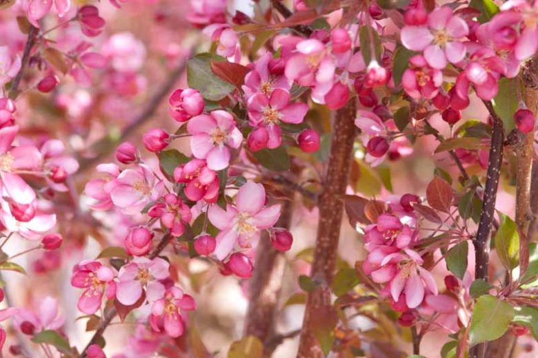 Malus 'Thunderchild', Crabapple 'Thunderchild', Crab Apple 'Thunderchild', Fragrant Tree, Red fruit, red berries, Winter fruits, Pink flowers,
