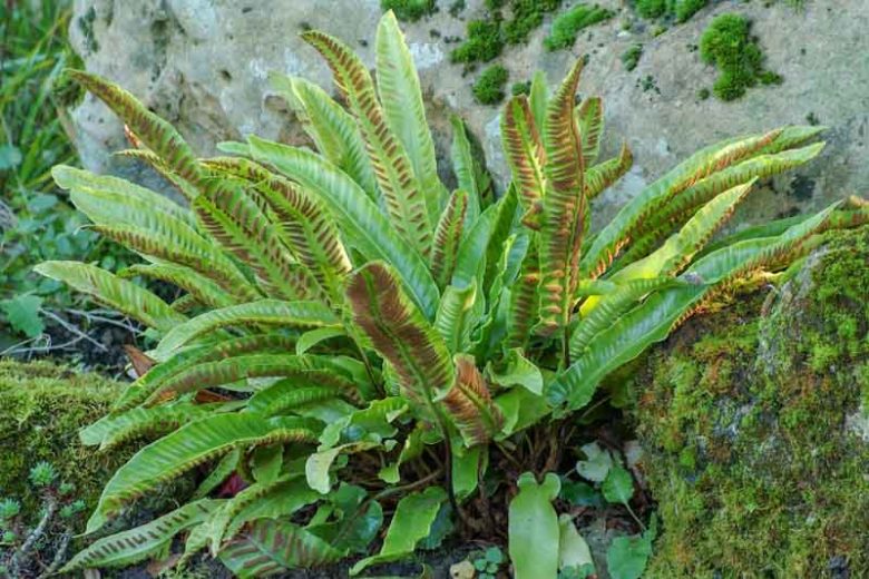 Asplenium Scolopendrium, Hart's Tongue Fern, Burnt Weed, Buttonhole, Christ's Hair, Horse Tongue, Phyllitis scolopendrium, Shade plants, shade perennial, plants for shade, plants for wet soil