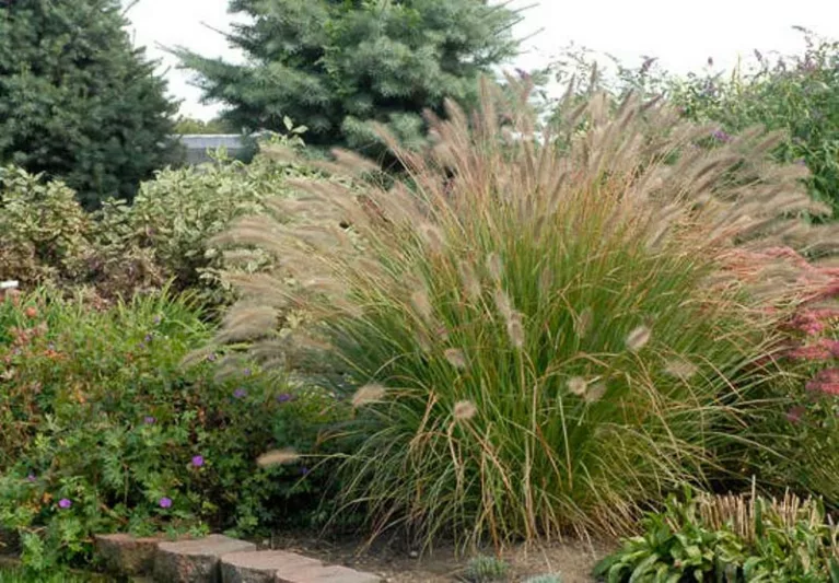 Pennisetum Alopecuroides 'Desert Plains', Fountain Grass 'Desert Plains', Foxtail Grass 'Desert Plains', Chinese Fountain Grass 'Desert Plains', Fountain Grass design ideas, Foxtail Grass design ideas