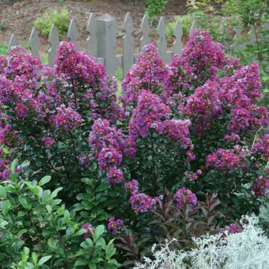 Lagerstroemia 'Purple Magic', Crape Myrtle 'Purple Magic', Crapemyrtle 'Purple Magic', Shrub, Purple Flowers, Purple Crape Myrtle