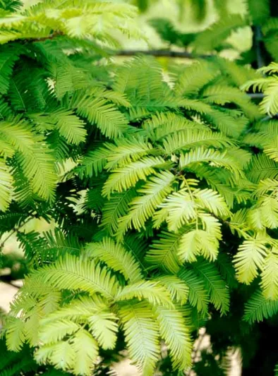 Metasequoia glyptostroboides 'Gold Rush',Dawn Redwood 'Gold Rush', Water Fir 'Gold Rush', Deciduous Conifer, Tree with fall color, Fall color, Attractive bark Tree, Yellow leaves