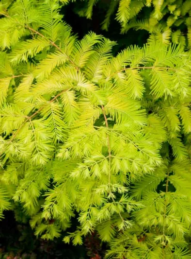 Metasequoia glyptostroboides 'Gold Rush',Dawn Redwood 'Gold Rush', Water Fir 'Gold Rush', Deciduous Conifer, Tree with fall color, Fall color, Attractive bark Tree, Yellow leaves