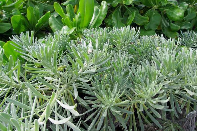Heliotropium gnaphalodes, Sea Lavender, Bay Lavender, Sea Rosemary, Beach Heliotrope, Argusia gnaphalodes, Mallotonia gnaphalodes, Tournefortia gnaphalodes