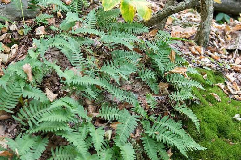 Polypodium virginianum,  Common Polypody, Rock Polypody, Western Polypody, American Wall Fern, Polypodium vulgare var. virginianum, Evergreen Fern, Shade Evergreen Plants