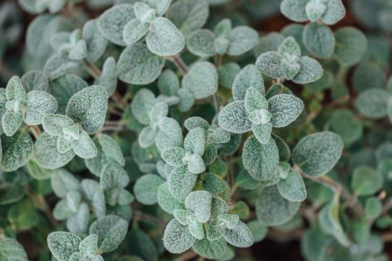 Origanum dictamnus, Dittany of Crete, Cretan Dittany, Hop Marjoram, Hop Plant