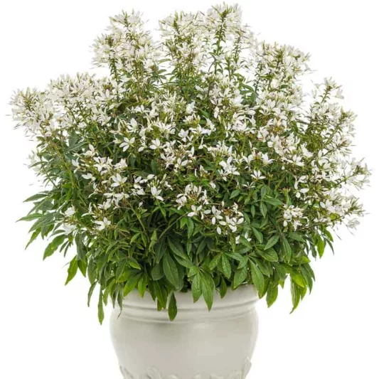 Cleome Senorita Blanca, Spider Flower Señorita Blanca®, Spider Plant Señorita Blanca®, Cleome hybrid 'INCLESBIMP', Tall Annual Flowers, Tall Flowers, White annuals, White Flowers