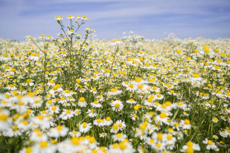 Chamaemelum nobile, Chamomile, German Chamomile, Ground apple, Lawn Chamomile, Pellitory of Spain, Roman Chamomile, St Anne's Flower, Scotch Chamomile, Sweet Chamomile, Wild Chamomile, Anthemis nobilis