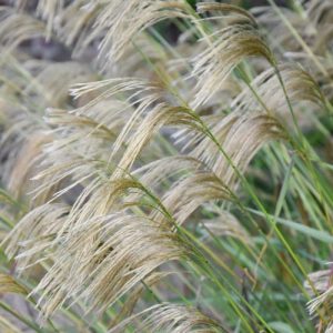 Miscanthus nepalensis, Himalaya Fairy Grass, Drought tolerant plant, Ornamental grass, Low maintenance ornamental grass