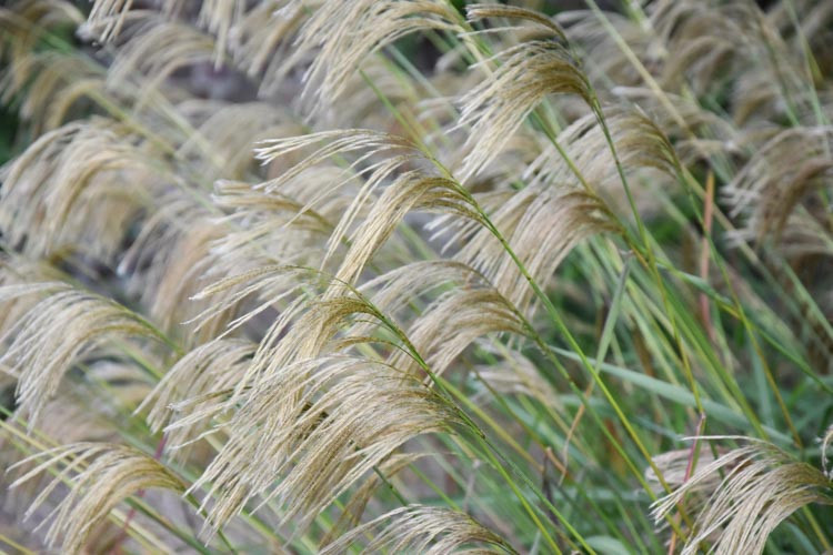 Miscanthus nepalensis, Himalaya Fairy Grass, Drought tolerant plant, Ornamental grass, Low maintenance ornamental grass