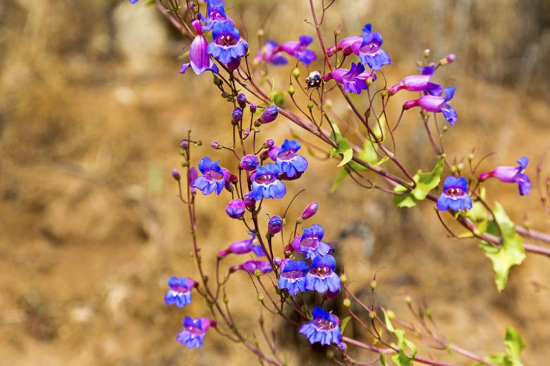 Penstemon spectabilis,  Showy Penstemon, Showy Beardtongue, Royal Penstemon, Royal Beardtongue