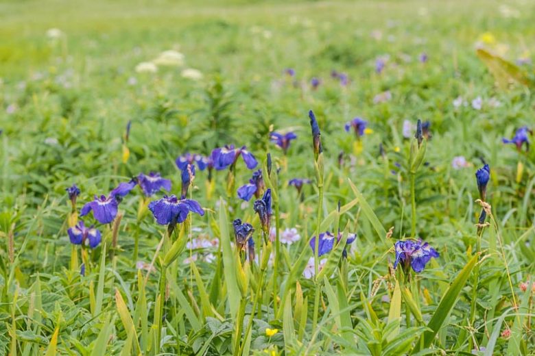 Iris setosa, Bristle-Pointed Iris, Beachhead Iris, Beach-head Iris, Wild Flag Iris, Alaska Iris, Iris versicolor 'Blue Light', Water Iris, Iris for Ponds, Perennial for wet soil, Perennial for poorly drained soils, Purple Flowers