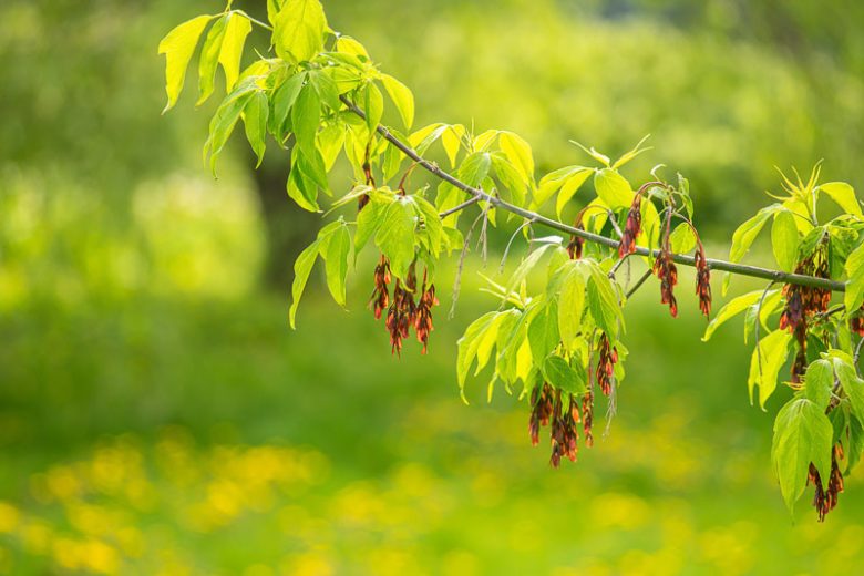 Acer negundo, Box Elder, Box Elder Maple, Ash-leaved Maple, Ashleaf Maple, Red River Maple, Fresno De Guajuco