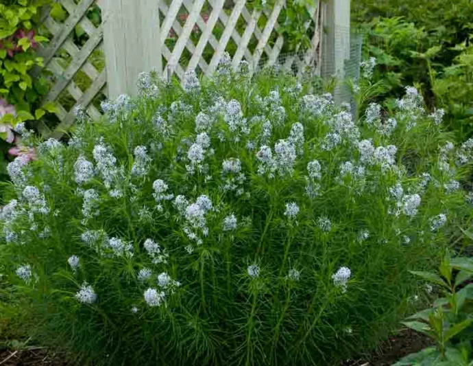 Amsonia Hubrichtii, Narrowleaf Bluestar, Narrowleaf Blue Star, Hubricht's Blue Star, Hubricht's Bluestar, Narrow Leaf Blue Star, Arkansas Amsonia, Arkansas Bluebell, Blue flowers