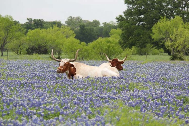 Texas Native Plants