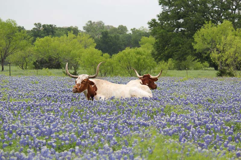 Texas Native Plants
