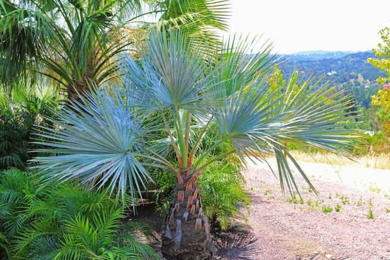Brahea armata, Mexican Blue Palm, Big Blue Hesper Palm, Blue Fan Palm, Blue Hesper Palm, Drought tolerant tree, Tropical Plant, Palm Tree, Blue Palm Tree, Blue Palms