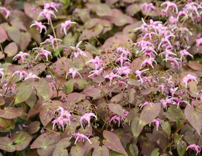 Epimedium Pretty in Pink, Barrenwort 'Pretty in Pink', Bishop's Hat 'Pretty in Pink', Bishop's Mitre 'Pretty in Pink', Fairy Wings 'Pretty in Pink', Shade Plants, Shade Perennials, Pink Flowers, Groundcovers, Ground Cover
