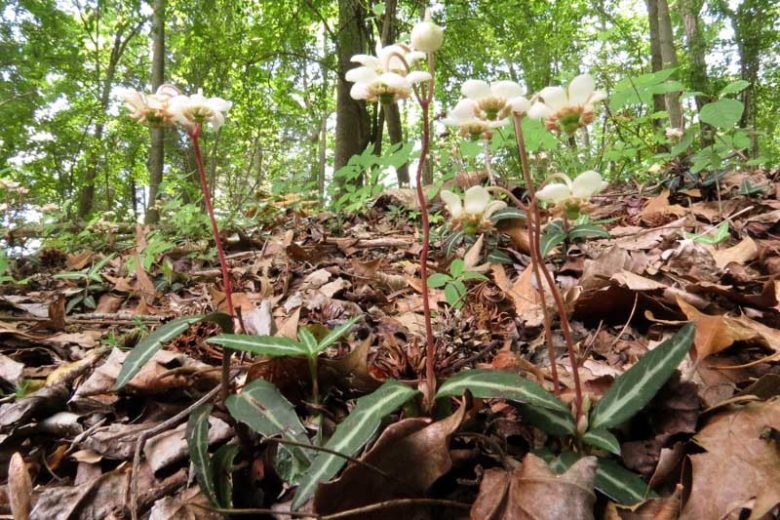 Chimaphila maculata, Striped Prince's Pine, Spotted Wintergreen,  Pipsissewa, Shade perennials, White flowers