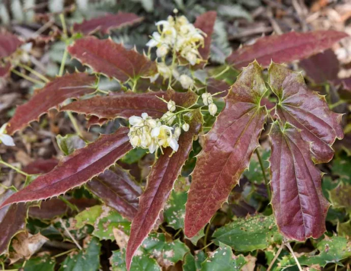 Epimedium wushanense 'Sandy Claws', Barrenwort 'Sandy Claws', Bishop's Hat 'Sandy Claws', Bishop's Mitre 'Sandy Claws', Fairy Wings 'Sandy Claws', Shade Plants, Shade Perennials, White Flowers, White Flowers, Groundcovers, Ground Cover