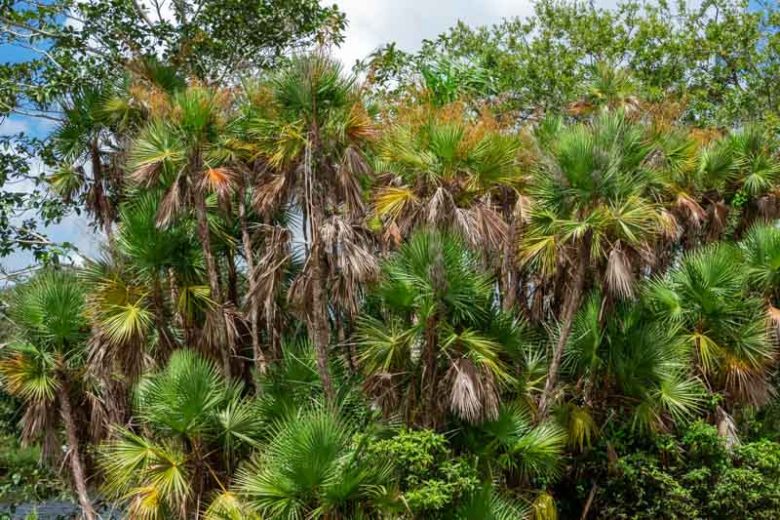 Acoelorrhaphe wrightii, Paurotis Palm, Everglades Palm, Acoelorrhaphe arborescens, Drought tolerant tree, Palm Tree