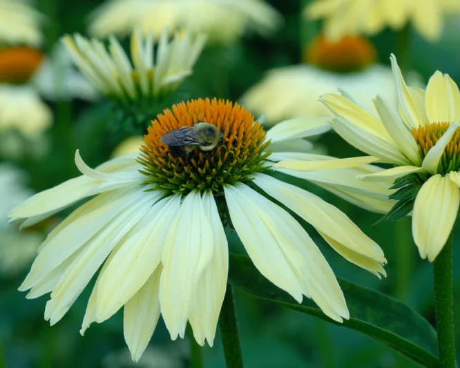 Echinacea 'Sunrise', Coneflower 'Sunrise', Echinacea 'Big Sky Sunrise', Echinacea 'Big Sky Series, Yellow Coneflowers, Drought tolerant perennials, Cone flowers, Coneflowers