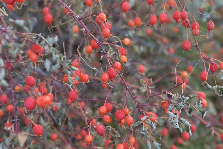 Rosa acicularis, Prickly Rose, Wild Rose, Arctic Rose, Circumpolar Rose, Prickly Wild Rose, Wild Roses, Shrub Roses, pink roses, Hardy roses