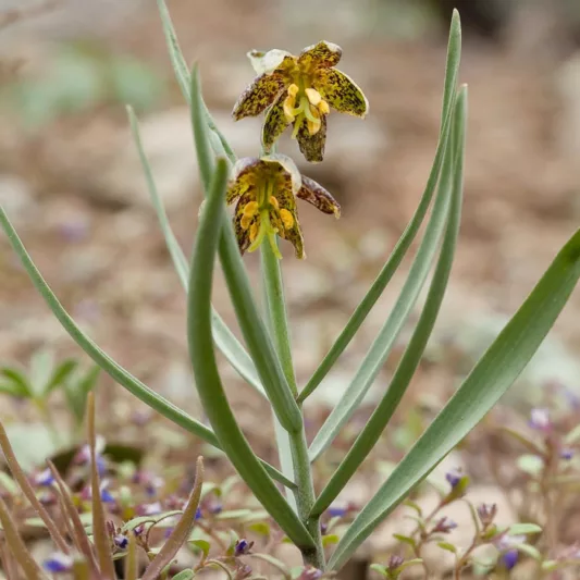 Fritillaria atropurpurea, Spotted Fritillary, Leopard Lily, Spotted Mountain Bells, Checker Lily, Fritillaria adamantina, Fritillaria gracillima, California Native Plant, California Native Perennial