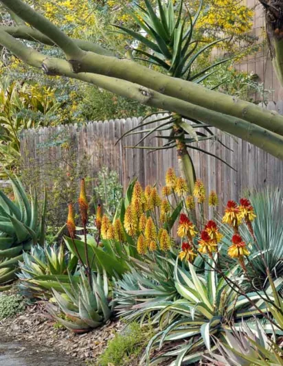 Aloe petricola, Stone Aloe, Yellow flowers, Succulents, Aloes, Drought tolerant plants