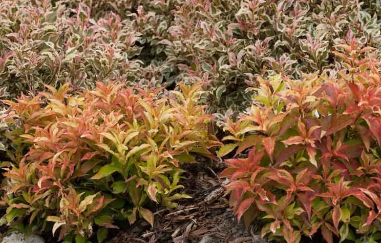 Weigela florida My Monet® 'Sunset', My Monet Sunset Weigela, Flowering Shrub, Pink Flowers, Variegated foliage, Red foliage, Red Leaves, Orange Foliage, Orange Leaves