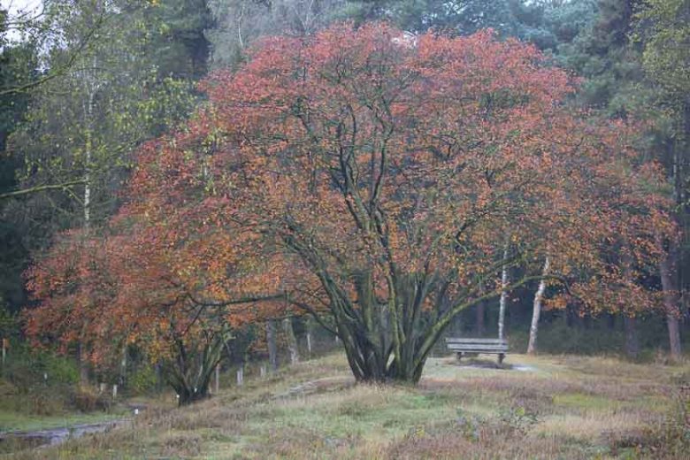 Amelanchier ovalis, Snowy Mespilus, Garden Serviceberry, Common Amelanchier, Medlar Bush, Oval-Leaved Amelanchier, Shrub, Fall color, Shrub with berries